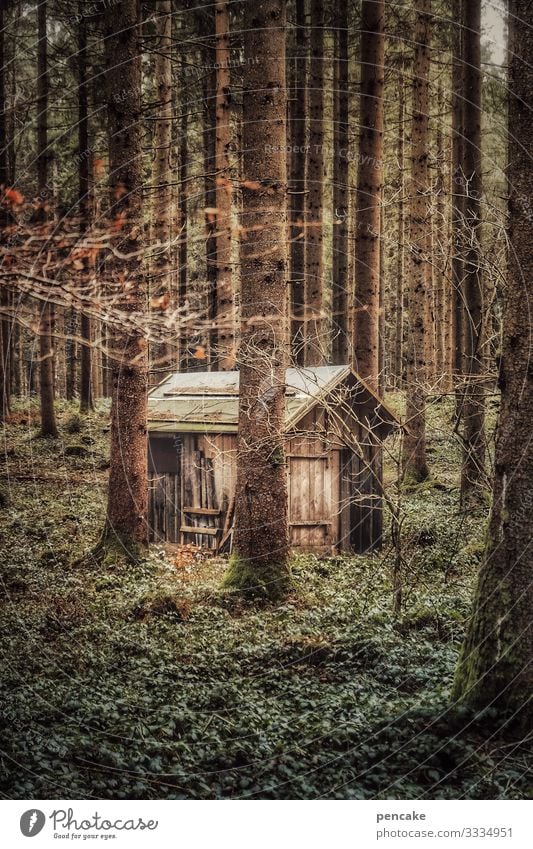 einsiedler | corona thoughts Hütte Wald Einsiedler Natur Rückzug Rückzugsort Diogenes einsam Bäume allein Landschaft Außenaufnahme Umwelt ruhig Farbfoto