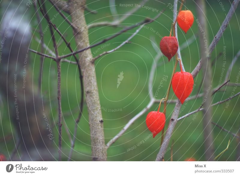 Physalis Lebensmittel Frucht Frühling Sommer Sträucher Blüte Garten Blühend rot Lampionblume Farbfoto Außenaufnahme Nahaufnahme Menschenleer Textfreiraum links