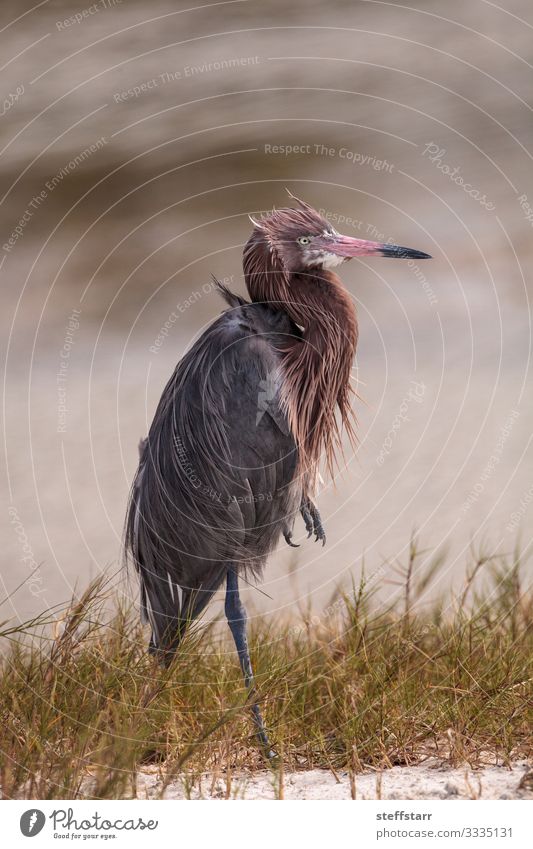 Rötlicher Seidenreiher Watvogel Egretta rufescens Natur Tier Vogel 1 blau rot Rötelreiher Reiher Marcoinsel Florida Flußmündung bedrohte Arten Entenvögel Feder