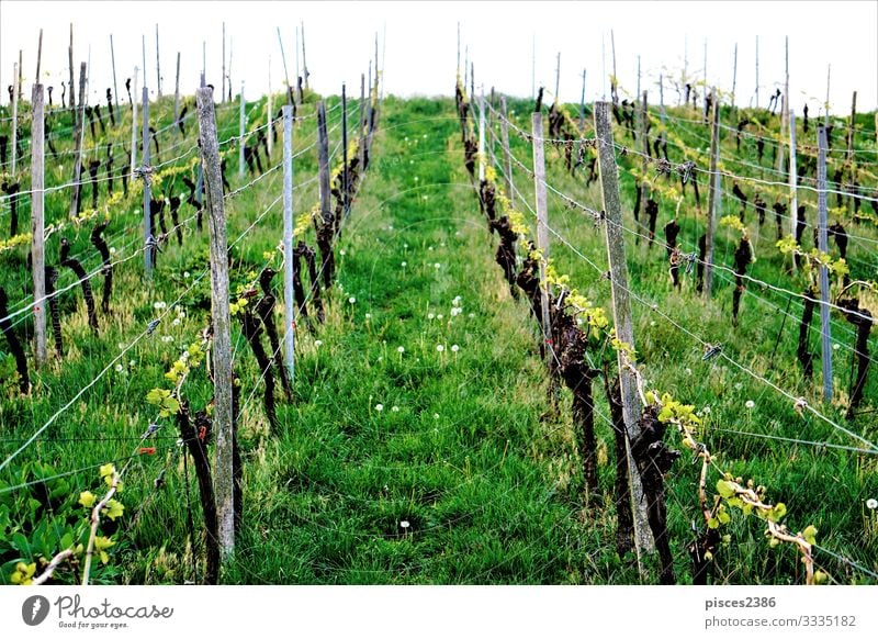 Vineyard on a cloudy day Ferien & Urlaub & Reisen Sommer Natur springen agricultural agriculture autumn beauty clouds country countryside crop fall farm field