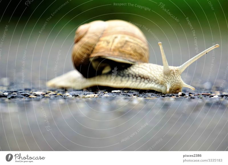 Side view up of europaean vineyard snail Sommer Schnecke 1 Tier springen animal animals antenna Hintergrundbild brown crawling cute garden gastropod grass green