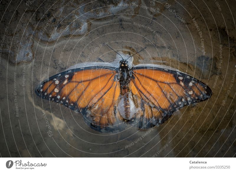 Ein Monarchfalter liegt in einer Meerwasserpfütze am Strand Tier Wildtier Insekt Schmetterling Tot gestorben Natur Sand Pfütze Wasser ertrunken orange weiss