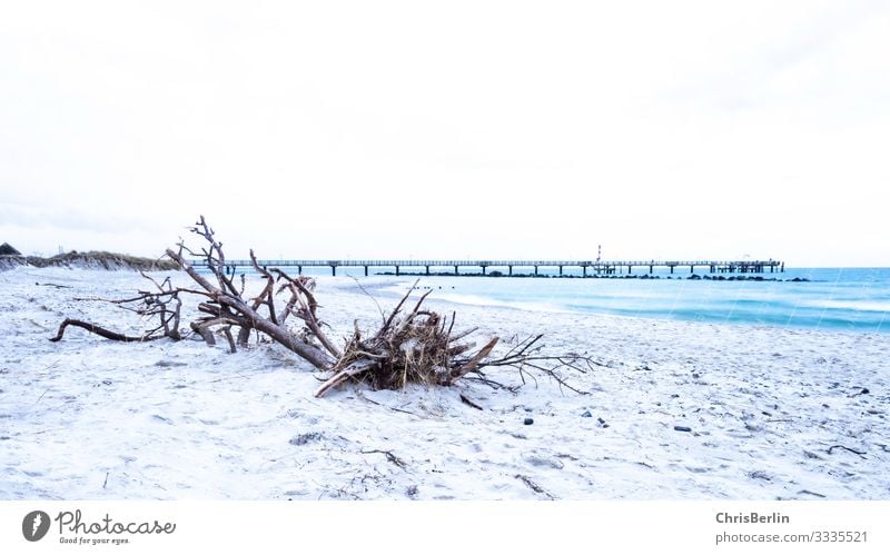 Strandgut an der Ostseeküste Ferne Freiheit Meer Natur Landschaft Sand Wasser Küste Menschenleer ästhetisch außergewöhnlich maritim achtsam ruhig einzigartig