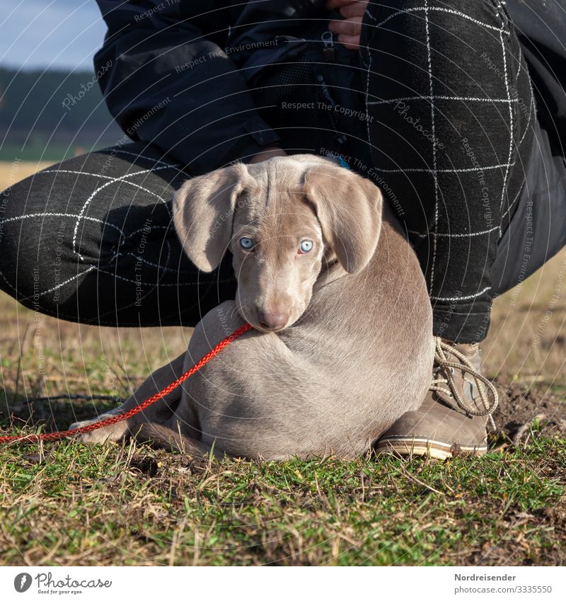 Hallo Photocase, ich bin Ben Lifestyle Stil Freizeit & Hobby Spielen Ausflug Mensch feminin Natur Erde Frühling Schönes Wetter Gras Wiese Tier Haustier Hund