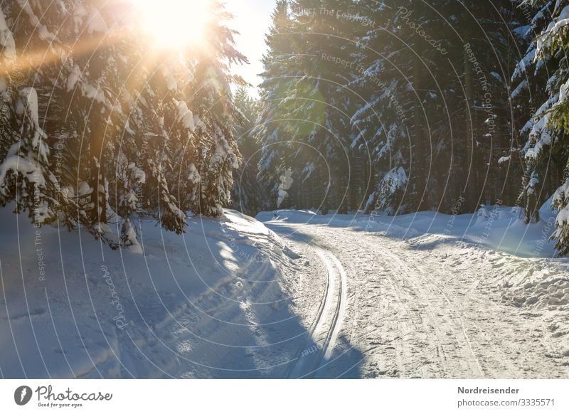 Winterwald im Sonnenschein Ferien & Urlaub & Reisen Tourismus Schnee Winterurlaub Wintersport Skipiste Natur Landschaft Sonnenlicht Klima Schönes Wetter Eis