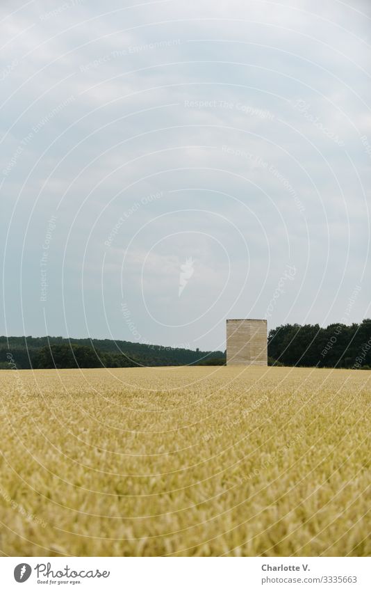 Bruder-Klaus-Kapelle | Im Vordergrund ein Gerstenfeld. Zarte Gelb- und Blautöne. Ausflug Ferne Sommer Natur Pflanze Himmel Sonne Schönes Wetter Nutzpflanze Feld