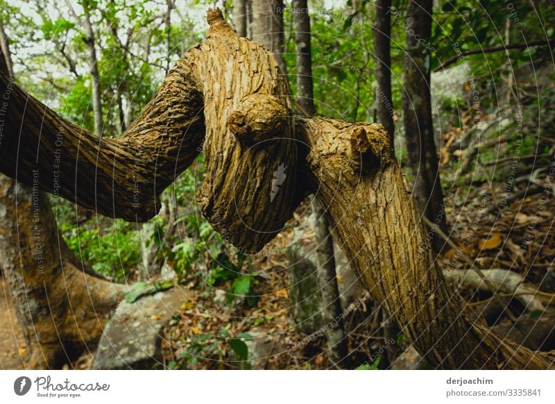 Ein Schlangenbaum im National Park. Zwei dicke Äste winden sich mit Augen zu einer Schlangenform. Freude harmonisch Ausflug Natur Sommer Schönes Wetter Baum