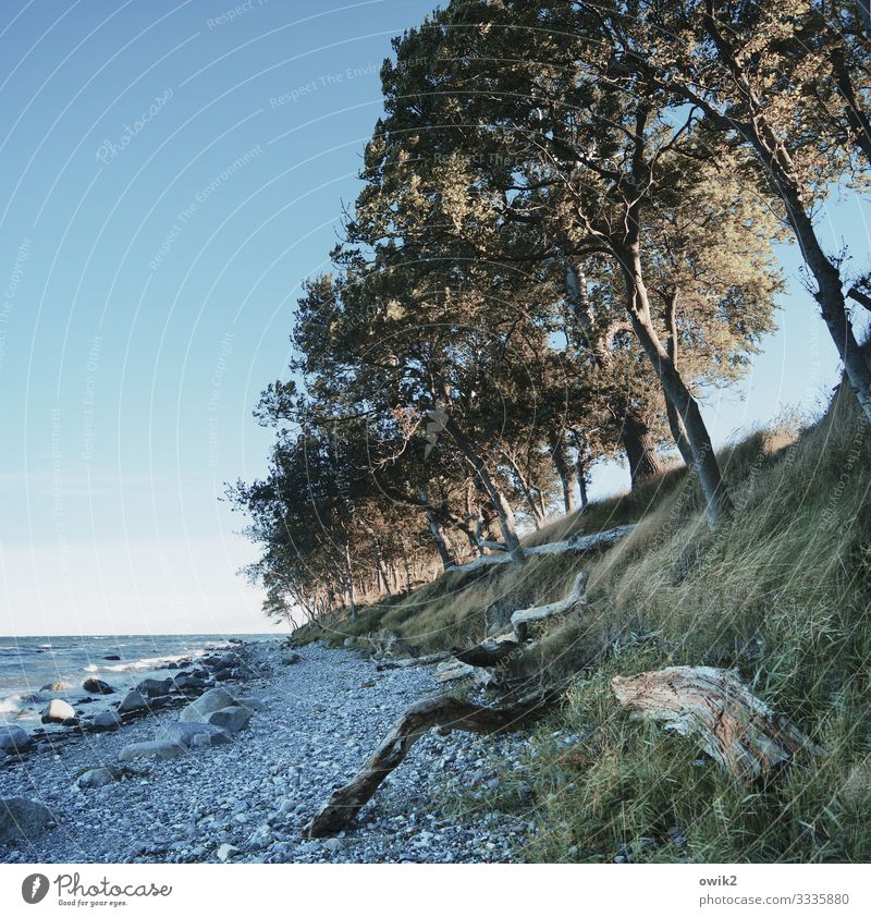 Schiefe Bahn Umwelt Natur Landschaft Wasser Wolkenloser Himmel Horizont Herbst Wind Baum Gras Sträucher Küste Strand Ostsee Insel Fehmarn Steinstrand Holz