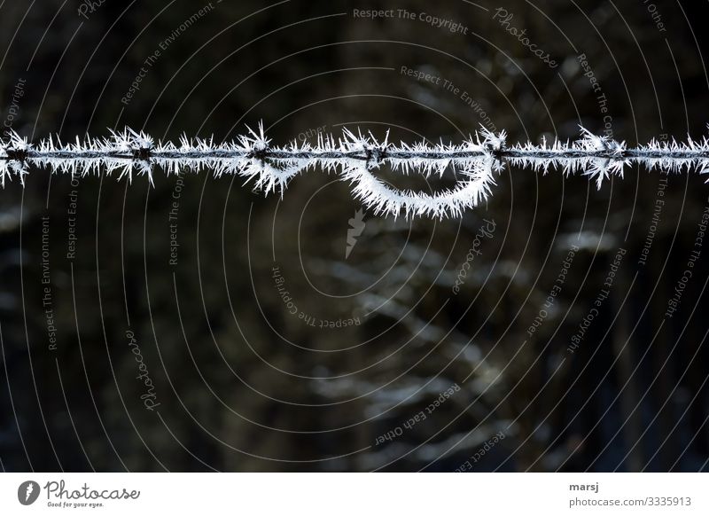 Losgelöst Natur Winter Eis Frost Stacheldrahtzaun Stahl Kristalle außergewöhnlich dünn authentisch fantastisch einzigartig Eiskristall gefroren eigenwillig