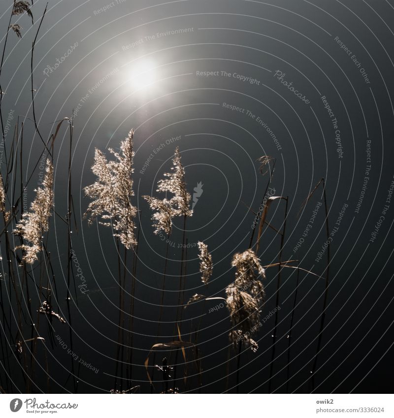 Staubwedel Umwelt Natur Landschaft Pflanze Wasser Sonne Sträucher Röhricht Büschel Seeufer leuchten ruhig Idylle Windstille Wasseroberfläche Farbfoto