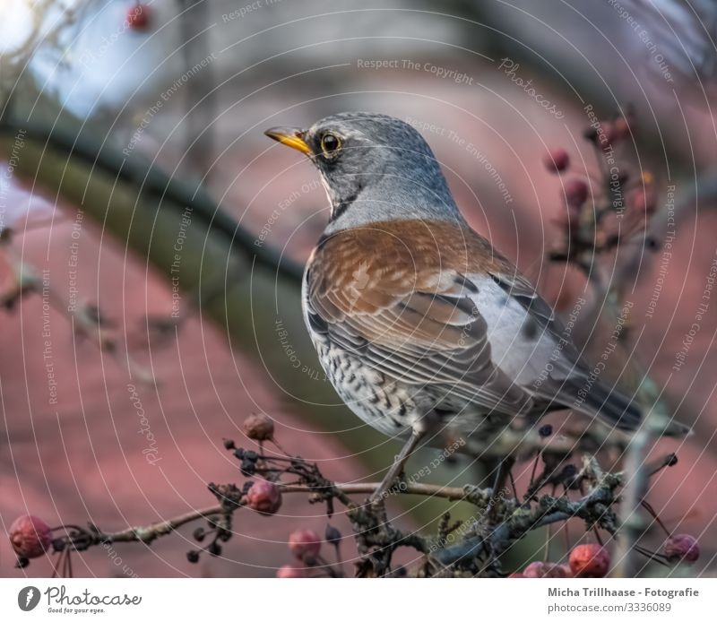 Drossel im Baum Natur Tier Himmel Sonnenlicht Schönes Wetter Zweige u. Äste Wildtier Vogel Tiergesicht Flügel Krallen Wacholderdrossel Kopf Schnabel Auge Feder