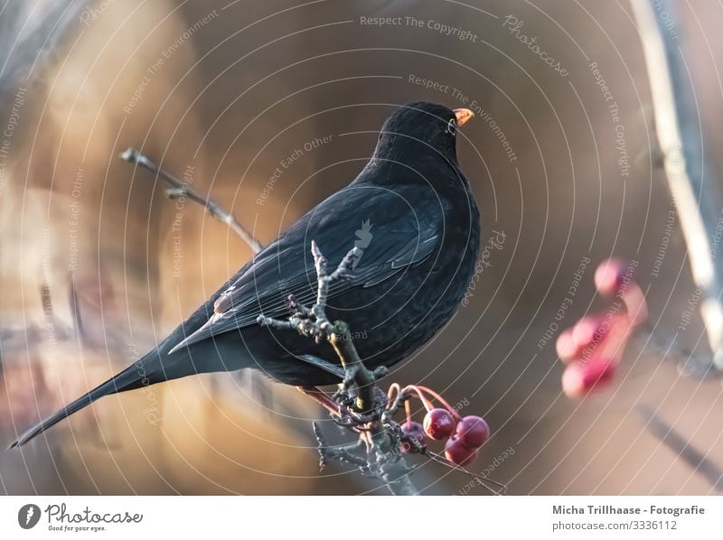 Amsel im Sonnenschein Natur Tier Sonnenlicht Schönes Wetter Baum Beeren Zweige u. Äste Wildtier Vogel Tiergesicht Flügel Krallen Schnabel Auge Kopf Feder 1