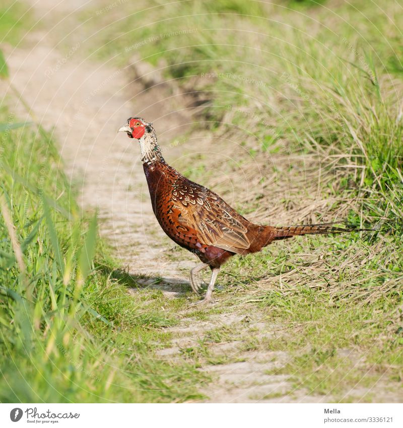 FFF: Freie Wildbahn - Fasan kreuzt Feldweg Wildvogel Wildtier Wildnis Vogel Farbfoto Natur Tier 1 Tierwelt wild Feldrand Naturschutz Umwelt Umweltschutz