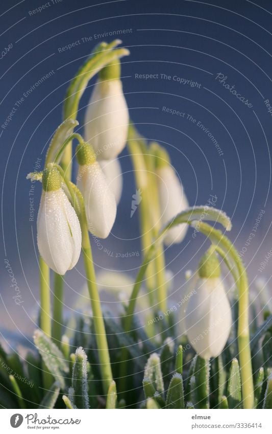 Frühlingsgeläut Natur Pflanze Schönes Wetter Blume Blüte Schneeglöckchen Frühblüher Garten Geläut Frühlingsläuten Blühend elegant nah blau grün weiß Glück