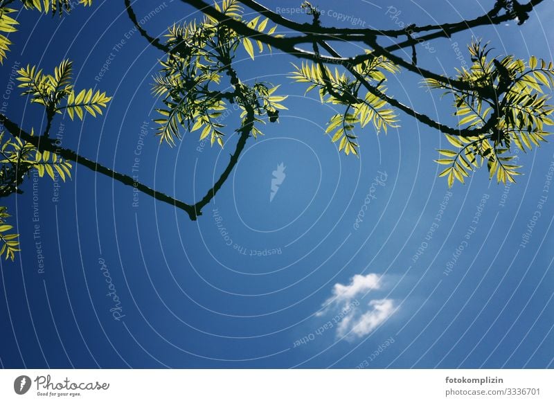 himmel zweig und wolke Umwelt Natur Pflanze Luft Himmel Wolken Sommer Klima Schönes Wetter Baum Esche Garten Park Wald leuchten Duft Unendlichkeit heiß