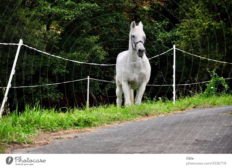 Eingebunden Reiten Reitsport Umwelt Natur Pflanze Baum Gras Wiese Weide Straße Wege & Pfade Tier Nutztier Pferd Tiergesicht 1 Zaun beobachten Neugier braun grau