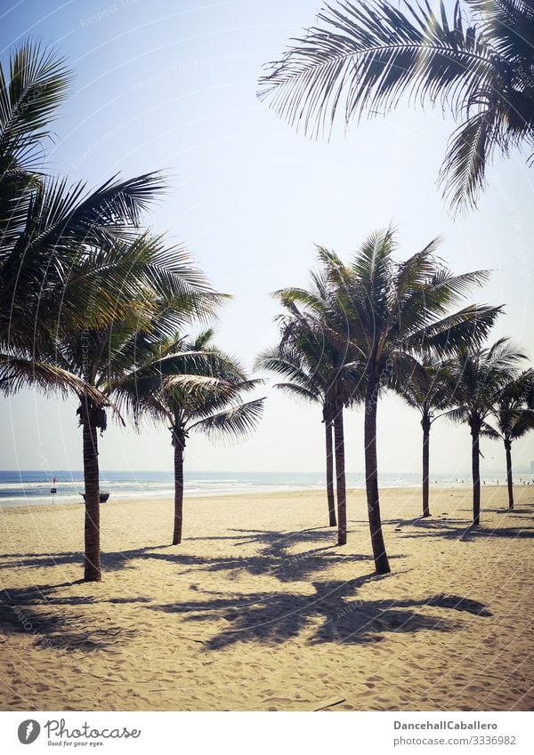 sonniger Tag am Meer mit Strand und Palmen Sand Ferien & Urlaub & Reisen Sommer Tourismus Sandstrand Sommerurlaub Erholung Paradies Natur Menschenleer Fernweh