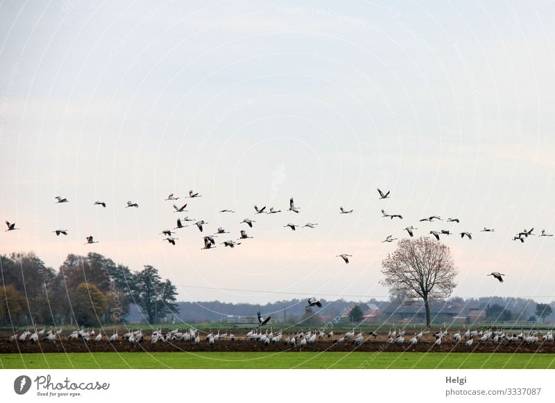 viele Kraniche stehen auf dem Feld und fliegen in der Luft | abgehoben Umwelt Natur Landschaft Pflanze Tier Erde Himmel Herbst Schönes Wetter Baum Gras Wildtier