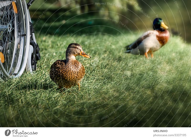 Barrierefrei | Rollstuhl an einem See mit neugierigen Enten auf der Wiese Freizeit & Hobby Ausflug Sommer Tier Wildtier 2 fahren sitzen stehen authentisch Glück