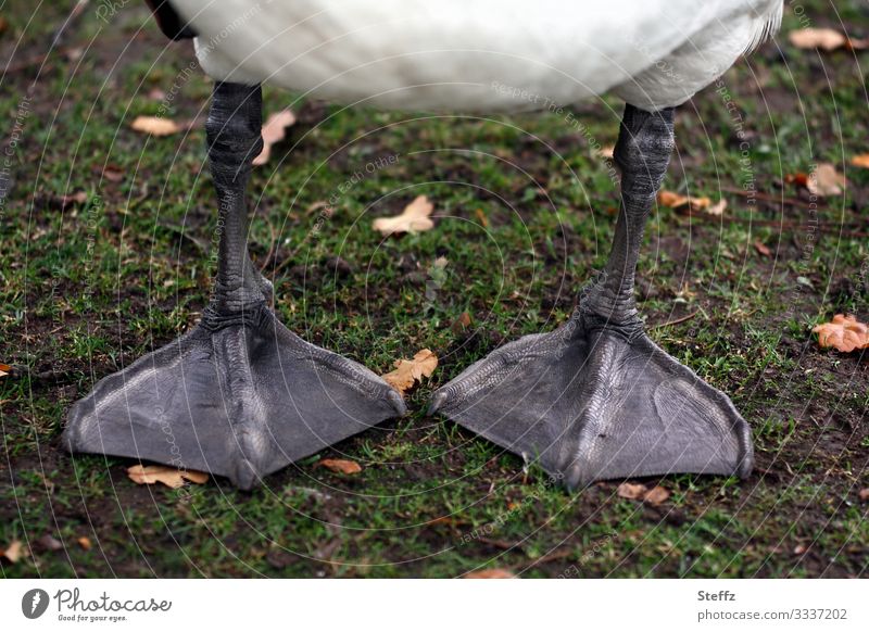 breitbeinig und bodenständig Schwan Schwanenfüße Plattfüße Tierfüße Vogelfüße platt einfach Pause stehen feststehend Mobilität gedeckte Farben November