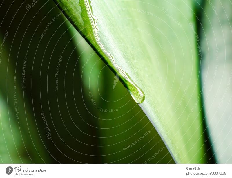 Tautropfen auf einem grünen Blatt einer Pflanze aus nächster Nähe Sommer Garten Umwelt Natur Klima Tropfen frisch hell nass natürlich weich Farbe Hintergrund