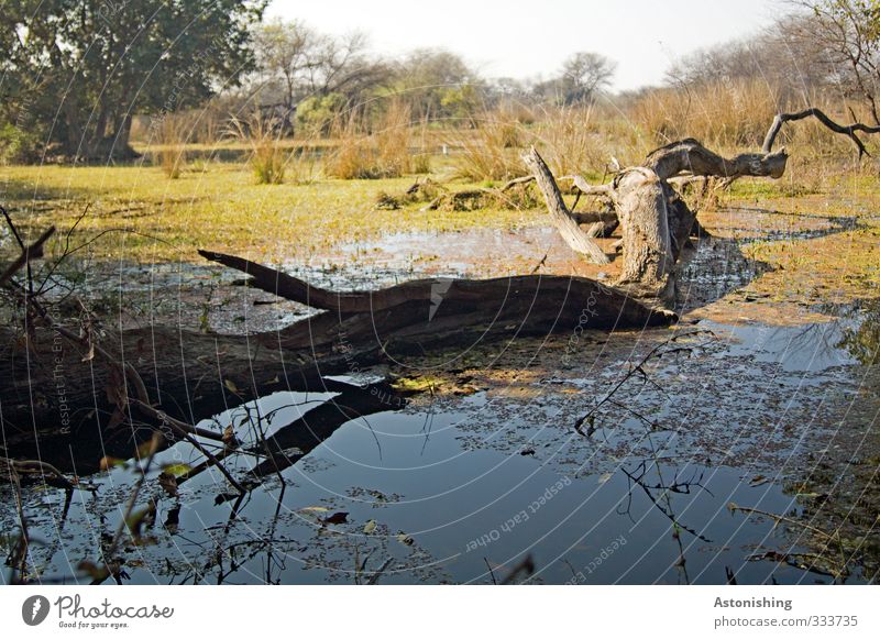 gefallen Umwelt Natur Landschaft Pflanze Wasser Himmel Sommer Wetter Schönes Wetter Wärme Baum Gras Sträucher Wildpflanze exotisch Wald Moor Sumpf Teich