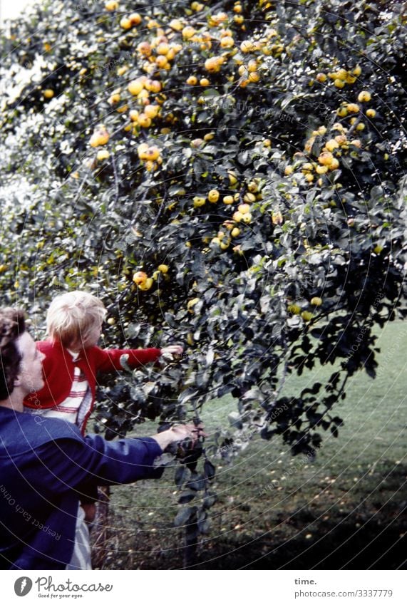 Erntezeit Kleinkind Frau Erwachsene Mutter 2 Mensch Umwelt Natur Schönes Wetter Baum Frucht Wiese Jacke brünett blond festhalten Blick Lebensfreude