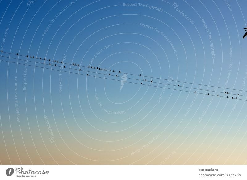 abgehoben | Vögel auf langer Leitung Technik & Technologie Energiewirtschaft Hochspannungsleitung Tier Himmel Wolkenloser Himmel Sommer Herbst Vogel Tiergruppe