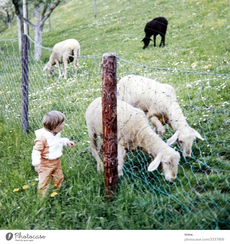 Neue Freunde Kind 1 Mensch Schönes Wetter Baum Wiese Tier Nutztier Schaf 4 Zaun Zaunpfahl beobachten Blick Stimmung Willensstärke Tierliebe Wachsamkeit geduldig