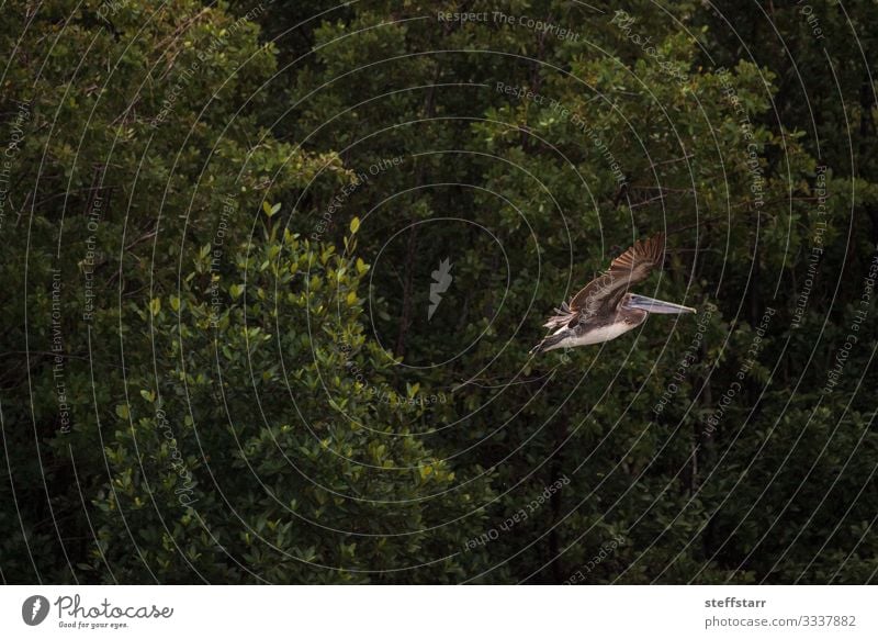 Fliegender weiblicher brauner Pelikan Pelecanus occidentalis Strand Meer Frau Erwachsene Natur Tier Wildtier Vogel Flügel 1 fliegen grün Brauner Pelikan