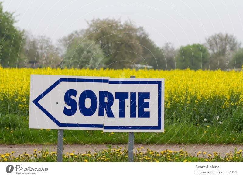 Richtungsweisendes Schild vor gelbblühendem Feld Ausgang Sortie Sommer Blüte Schilder & Markierungen richtungweisend Außenaufnahme Menschenleer Pfeil blau-weiß