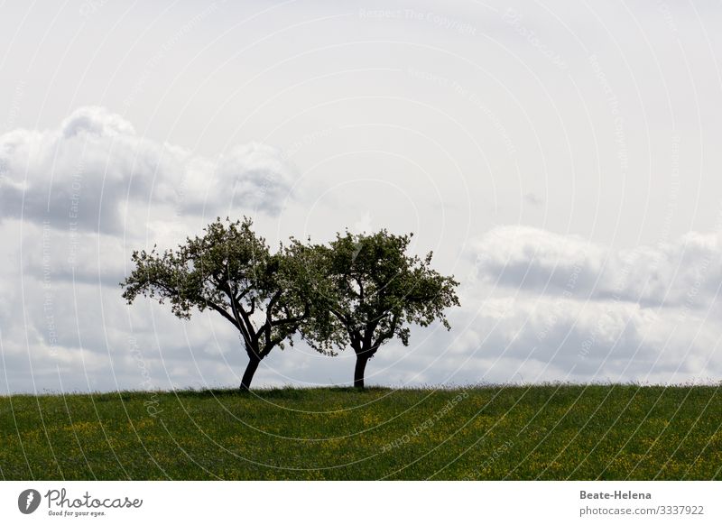 Bäume 5 Baum Baumpaar grün Gras Natur Himmel Wiese Wolken Außenaufnahme