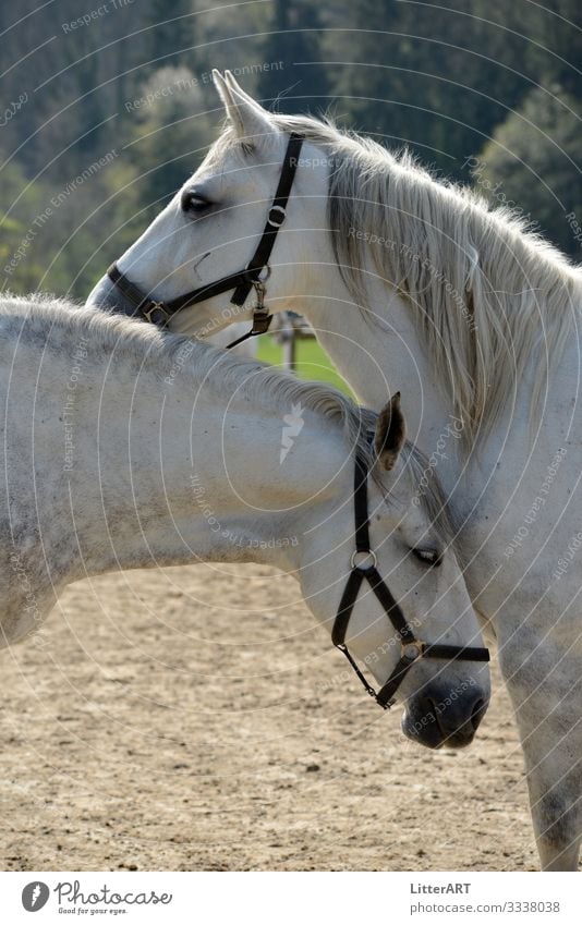 LIPIZZANER LOVE elegant Reiten Tier Pferd Tierpaar weiß Glück Zufriedenheit Liebe Tierliebe Verliebtheit Romantik Partnerschaft Gefühle Lipizzaner Pferdezucht