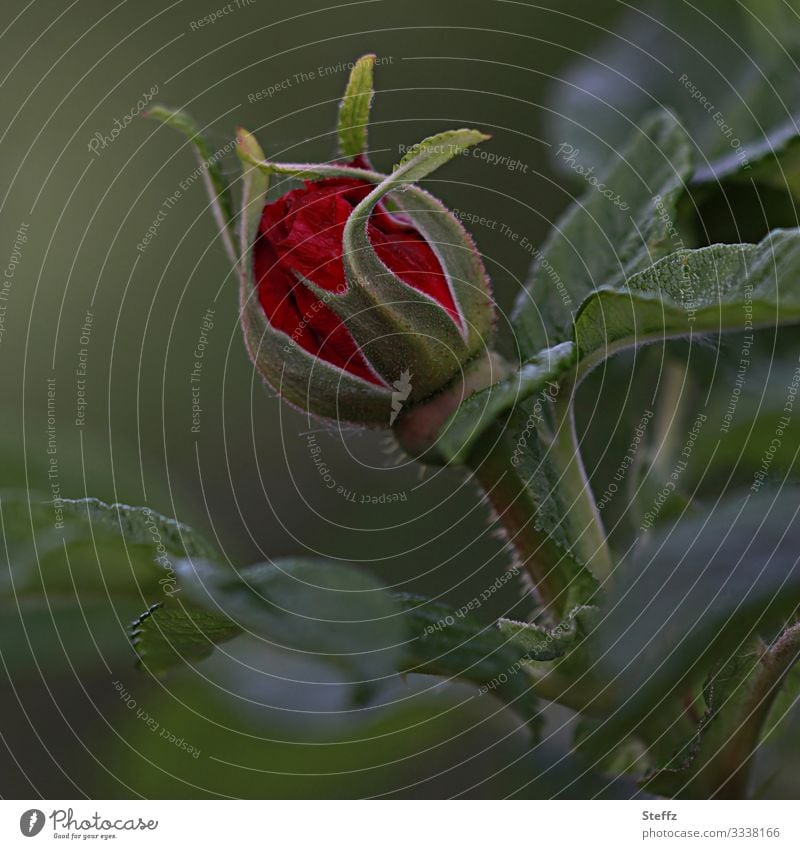 rosa misteriosa Rose Rosenknospe Rosenblüte Vorfreude Gartenrose rote Rose Rosenblätter Gartenblume Jungpflanze mysteriös vor dem Aufblühen blühende Rose Blume