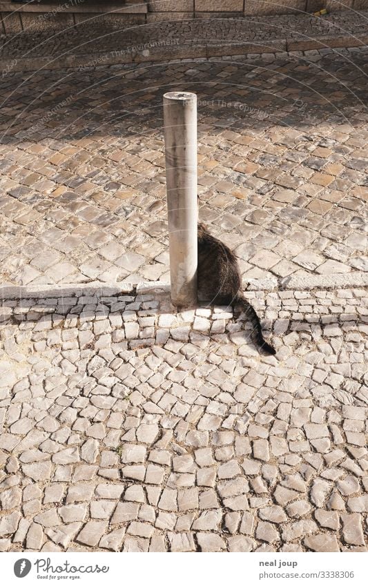 Cats made tail Altstadt Straße Kopfsteinpflaster Poller Haustier Katze 1 Tier Stein Blick sitzen listig lustig verrückt Freude Neugier einzigartig Erwartung