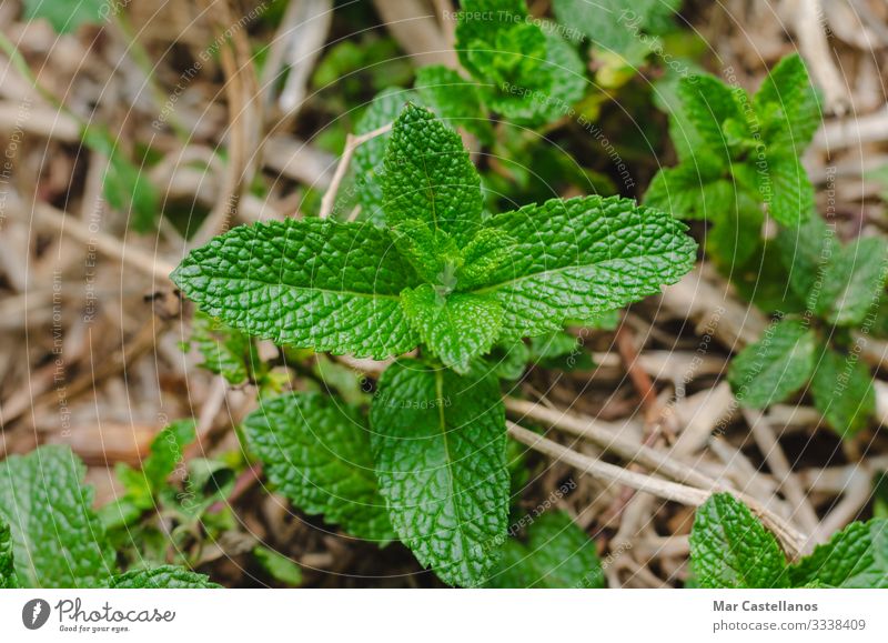 Minzpflanze mit Blättern. Kräuter & Gewürze Gesundheitswesen Alternativmedizin Wellness Leben harmonisch Duft Garten Natur Pflanze Blatt Topfpflanze frisch