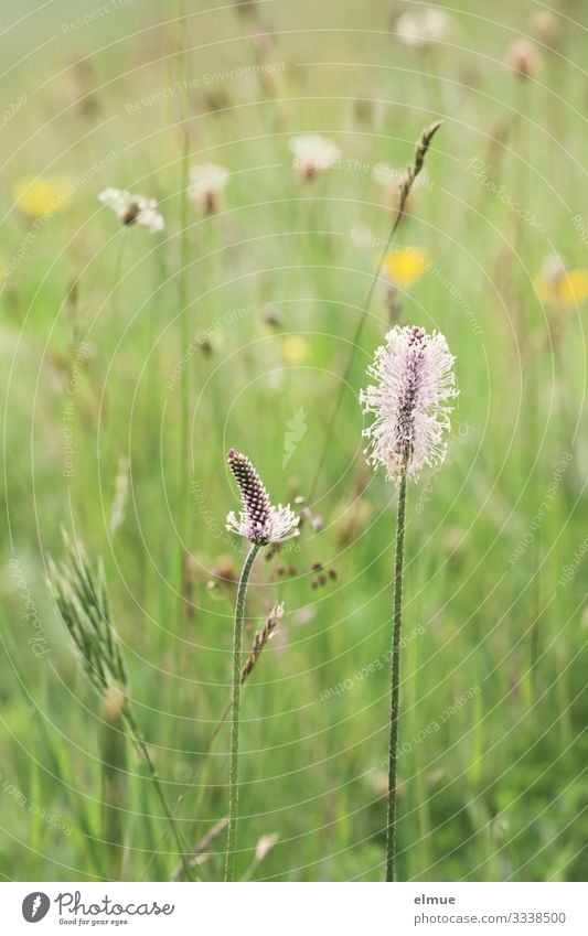 Ökowiese Natur Pflanze Sommer Schönes Wetter Gras Blüte Wildpflanze Wiese Blühend grün Glück Zufriedenheit Frühlingsgefühle Romantik Sehnsucht Abenteuer bizarr