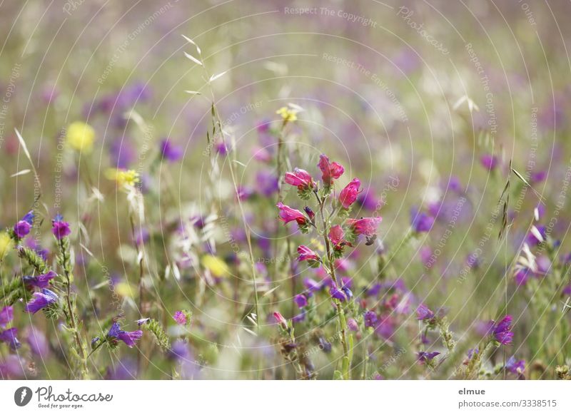 ein Hauch Sommer Natur Pflanze Schönes Wetter Blüte Grünpflanze Wildpflanze Kalkmagerwiese Blumenmischung Sommerblumen wild Park Wiese Blühend Wachstum Duft