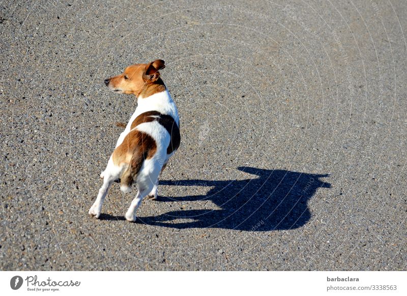 Der kleine Hund Schatten Sonnenlicht Gassi gehen Spaziergang Tier laufen