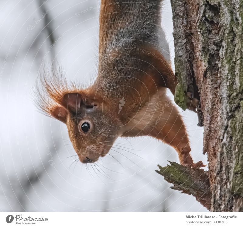 Neugieriges Eichhörnchen Natur Tier Himmel Sonnenlicht Schönes Wetter Baum Wildtier Tiergesicht Fell Krallen Pfote Kopf Auge Nase Maul Ohr 1 Blick nah natürlich