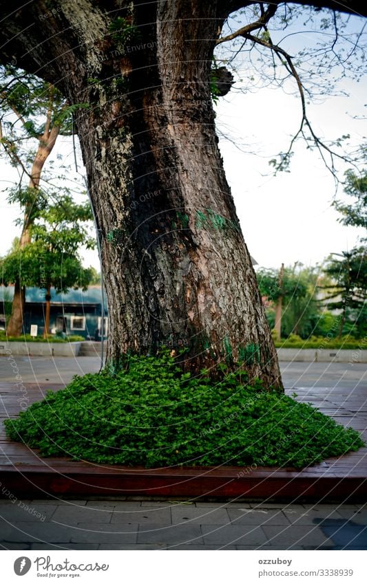 Baum im Park Umwelt Natur Pflanze Urelemente Erde Frühling Herbst Klima groß Sauberkeit Stil Hintergrundbild Farbfoto Strukturen & Formen Menschenleer Tag