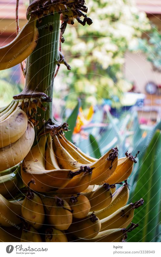 ausgerechnet Bananen Frucht Bioprodukte Pflanze gelb Farbfoto Außenaufnahme Nahaufnahme Tag Schwache Tiefenschärfe