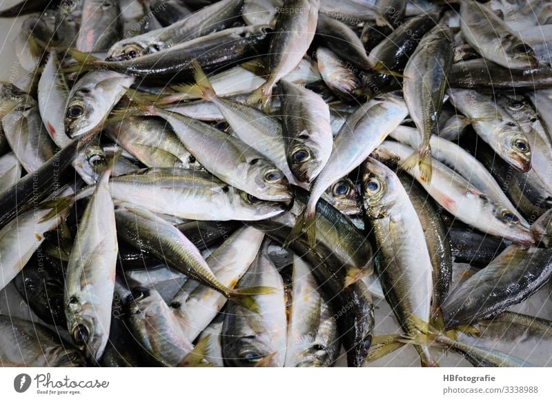 Fischmarkt Umwelt Natur Küste Meer Tier frisch Totes Tier Tote Fische Fischereiwirtschaft sardellen Sardinen Farbfoto Innenaufnahme Kunstlicht