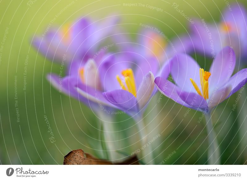 Wetterumschwung Umwelt Natur Pflanze Frühling Blatt Blüte Grünpflanze Wildpflanze Krokusse dünn authentisch frisch klein nah natürlich weich grün violett