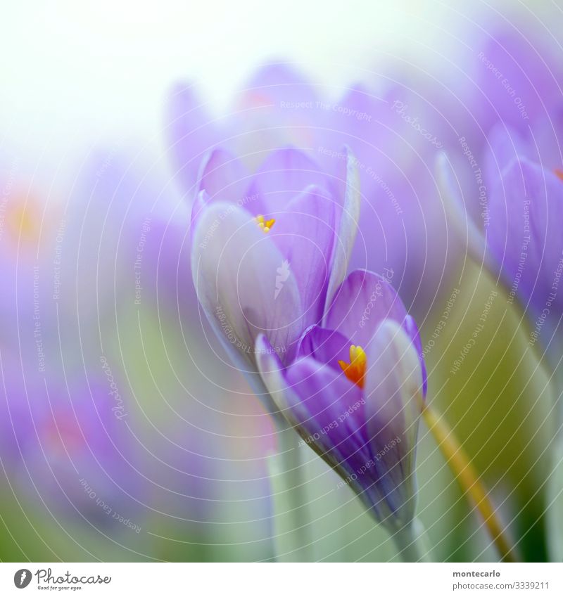 Alle Jahre wieder ... Umwelt Natur Pflanze Frühling Blatt Blüte Grünpflanze Wildpflanze Krokusse authentisch frisch schön natürlich weich grün violett