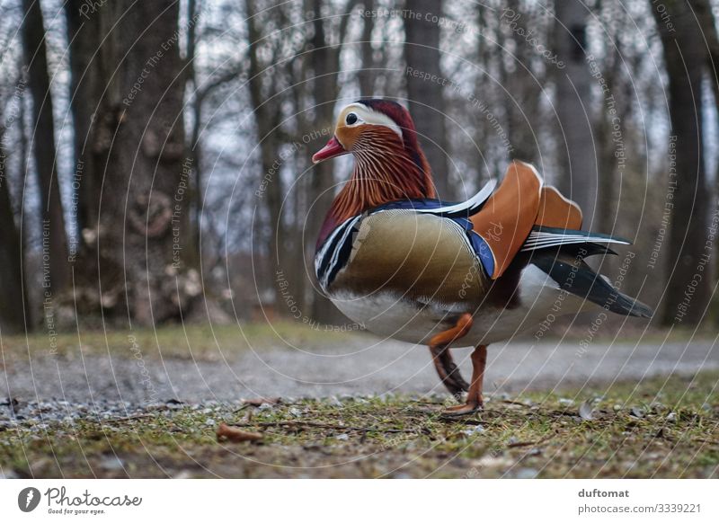 Der Stenz von der Au Umwelt Natur Tier Erde Baum Sträucher Park Wiese Feld Moor Sumpf Teich See Wildtier Vogel Flügel Ente Mandarinente 1 Brunft füttern Jagd