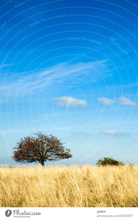 viel gras, wenig baum, blauer himmel, weisse wölkchen, wunderbar. Baum Gras Prärie Steppe minimalistisch Landschaft Natur Außenaufnahme Umwelt Menschenleer