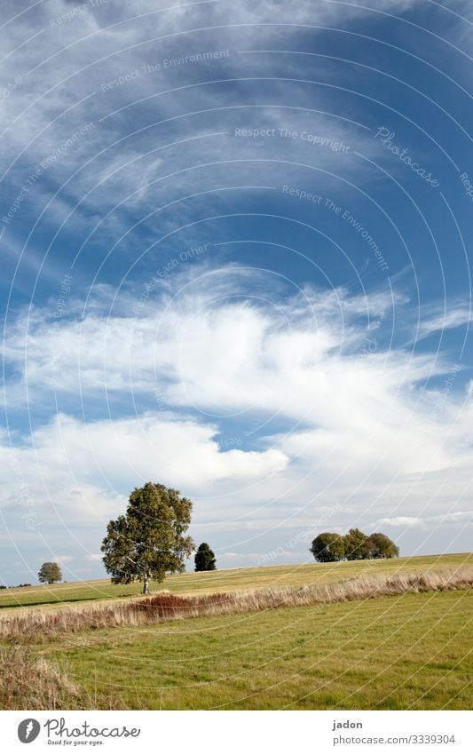 landschaft mit bäumen, blauer himmel, weisse wölkchen, wunderbar. Baum Natur Himmel Landschaft Feld Pflanze Tag Außenaufnahme Menschenleer Umwelt natürlich Gras