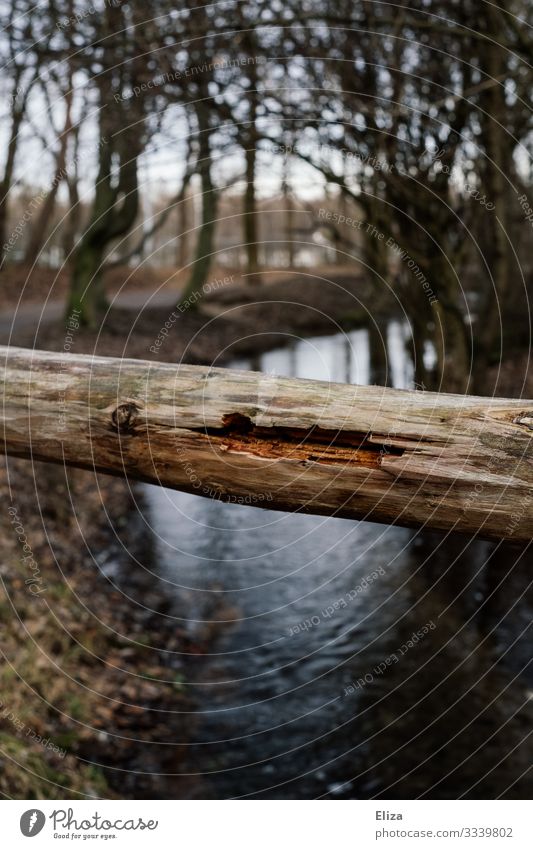 Baumstamm Bach Fluss Natur Holz morsch Barriere Geländer Farbfoto Außenaufnahme Menschenleer Textfreiraum unten Tag