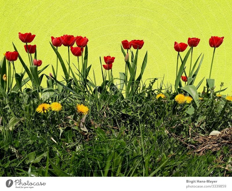 Tulpenbeet Garten Ostern Natur Pflanze Frühling Schönes Wetter Wärme Blüte Park Blumenbeet Blühend Duft Wachstum einfach Fröhlichkeit frisch retro gelb grün rot